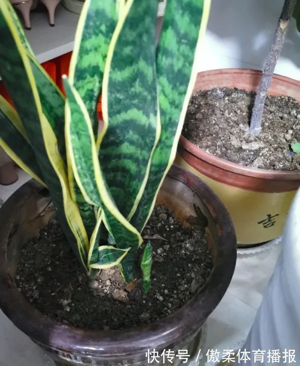 6种花,就得“穷着养”,花盆越小,长势越喜人!