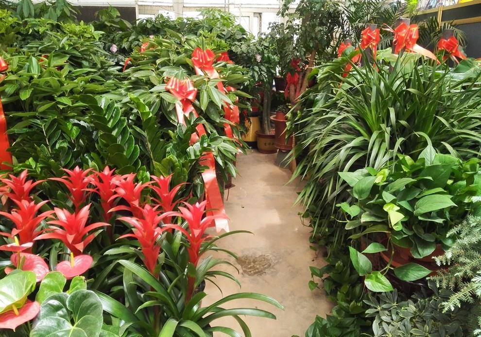 多肉植物|花店买花，避开4种花，里面“猫腻大”，买了难养活，白白浪费钱