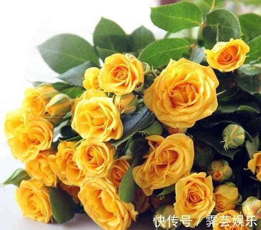 花花|喜欢玫瑰,就养盆“高档玫瑰”金香玉玫瑰,花开金灿灿,格外养眼
