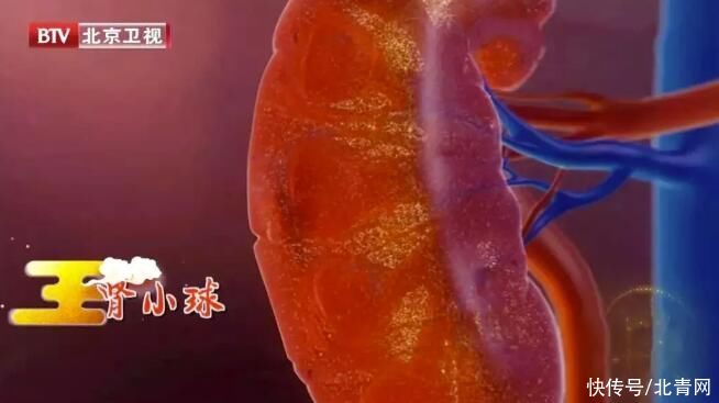 尿毒症|每10人就有一个慢性肾病,日常6大因素太伤肾