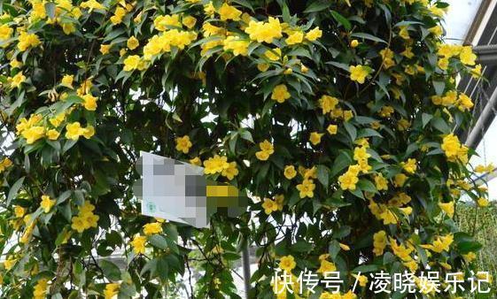 长春花|想让家里常年飘香,就养殖3种花卉,管理简单、易爆盆