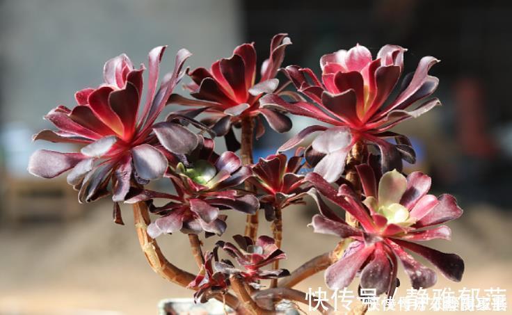 老桩|黑法师盆景培育技巧，只要做3步，采用“倒挂法”，变成盆景老桩