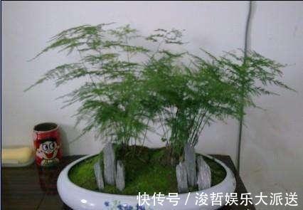 烂根|文竹爱黄叶，学了这5招，叶子绿的滴油，蹭蹭长到巨无霸！