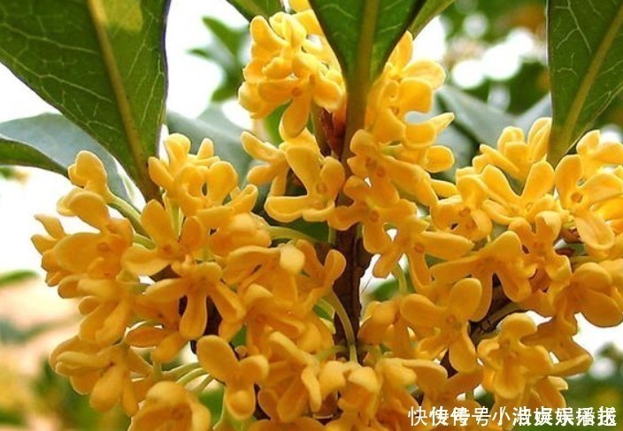 “门前有三树,家兴富三世”,有道理吗别说你不知道!