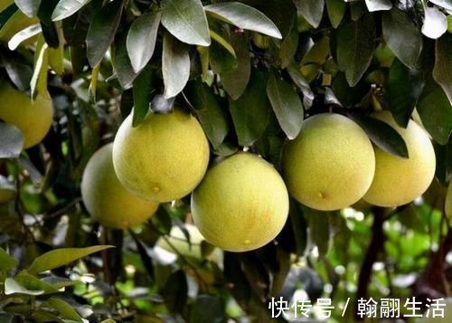 养血益气|女性想要抗衰老，以下食物换着吃，滋阴润燥，养血益气，早吃早好