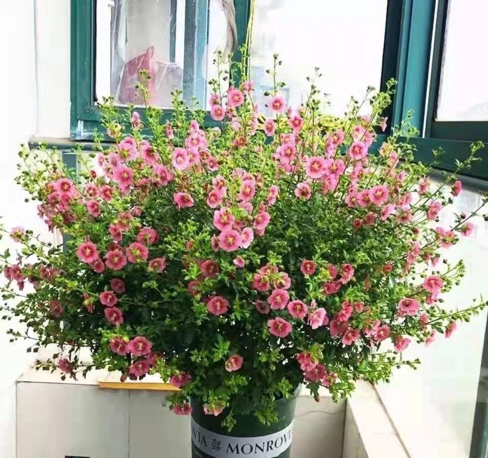 小木槿|养好小木槿，做到3点，花期更长了，侧枝多花量大美美哒