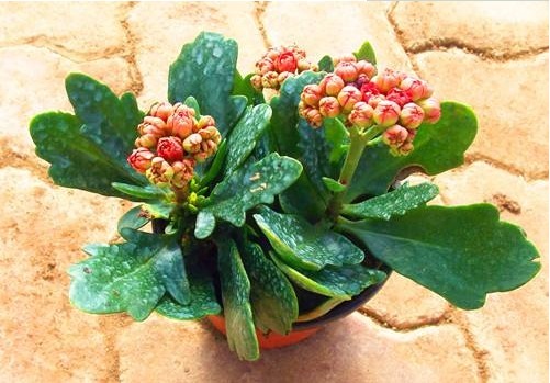 长寿花不开花,还容易黄叶,老花农教你4招,叶片油绿,花比叶多