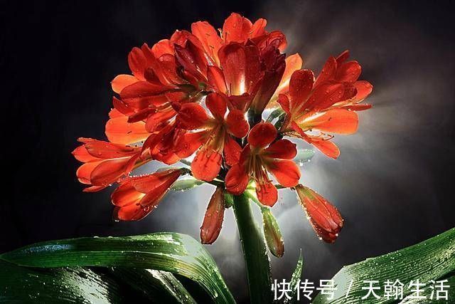 养君子兰要忙起来,翻盆施肥记住“口诀”,生长期长得旺