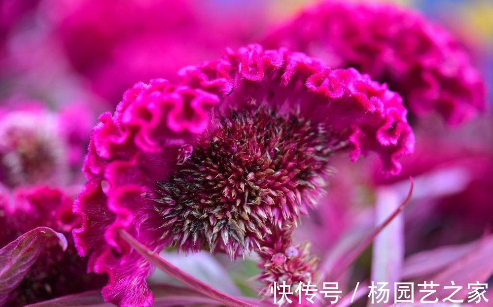 养花试试这几款,每天保持6小时以上的光照,特别耐热和耐暴晒