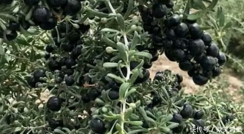 黑枸杞|它曾被称为“软黄金”,一斤卖500元,如今价格跌落仍无人问津