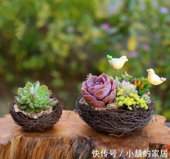 3种花盆遇到带回家,养护多肉事半功倍,新手也能养出好状态