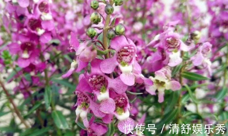 养花就养4种花，好养易活花量大，寓意吉祥人人爱，家里养真适合