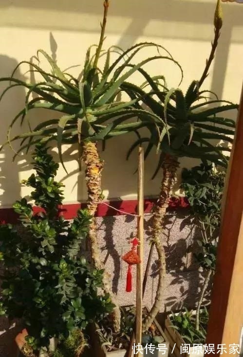 奶奶养芦荟10年，长成精了，老桩就像“胳膊粗”，小苗一大推