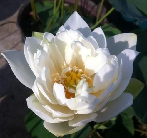 盆栽荷花怎么种？