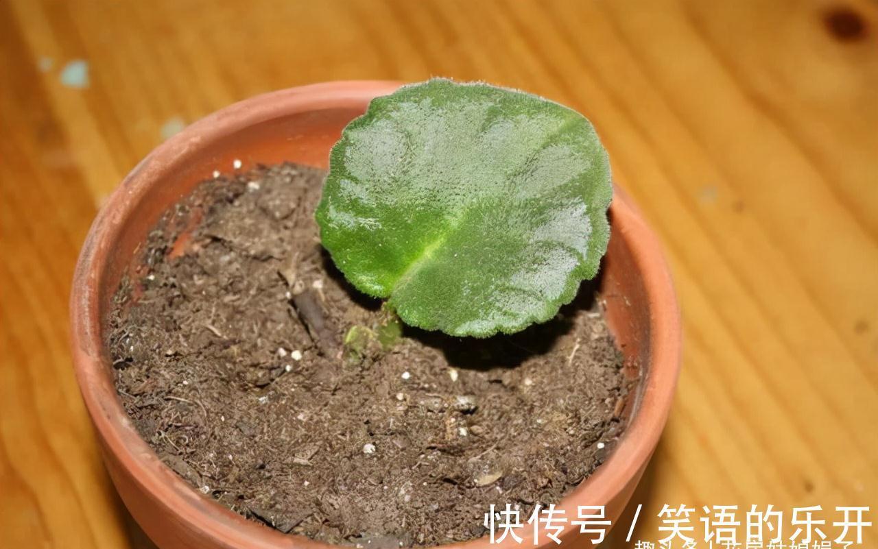 5个养花的基础技能,只有熟练的掌握和灵活的运用,才能养出好花