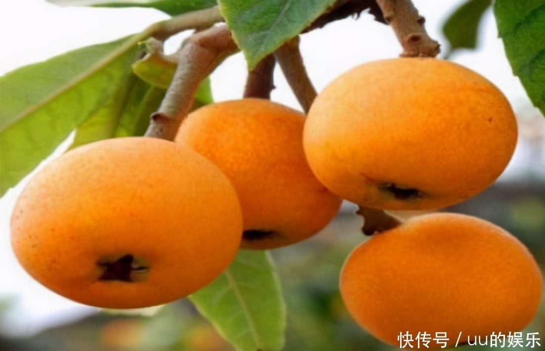 食物|想长寿全靠吃，3种食物离不开，排毒养颜、滋润身体