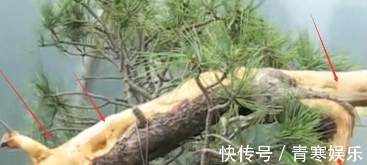 舍利|白骨森森,的舍利松树盆景图解,10图10个步骤,为大家解惑