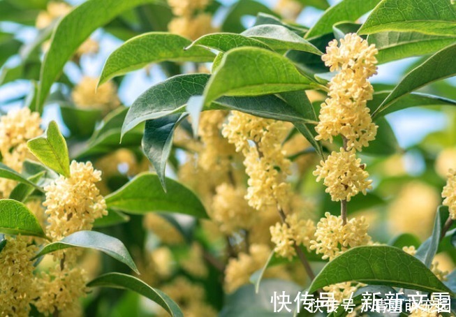 木槿|不怕太阳晒的4种“香水花”，越晒越开花，香味越浓！