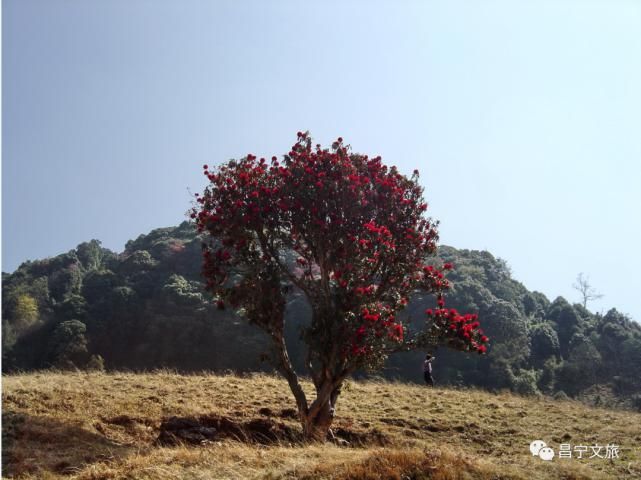 这条藏满惊喜行走于山巅的赏花之路请收好