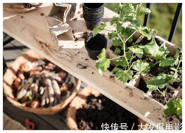 花园|参观53平小户型装修，步入式阳台设计成花园，回家也要照着做一个