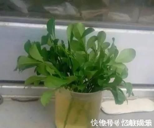 枝条|养花爱好者看过来这15种花现在“扦插”,生根快,一个周就长芽