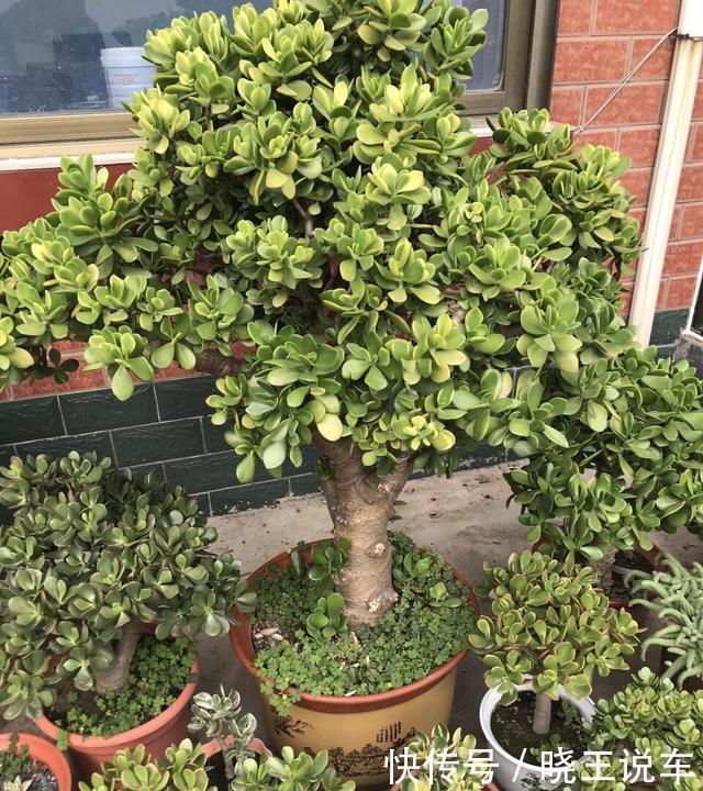 把“厚脸皮”养到“碗口粗”,用了5年时间,可以当传家宝了