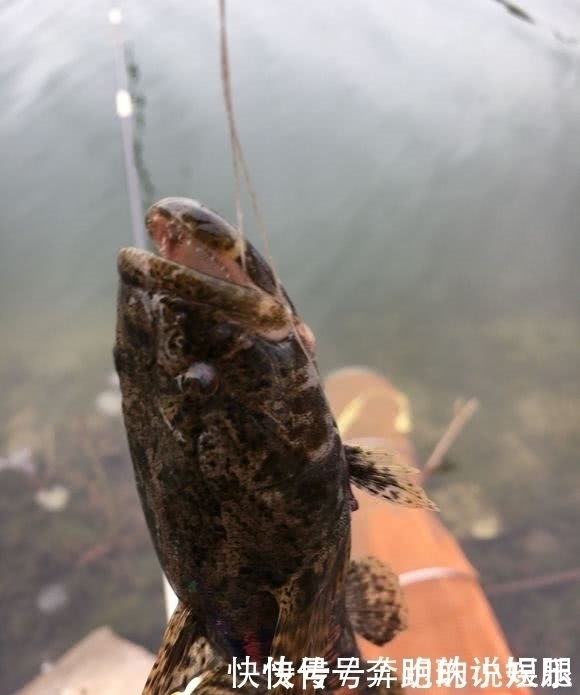 水电站下钓获一群“大嘴黑鱼”,老乡:新安江最好吃的鱼