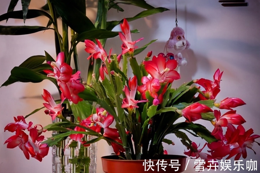 天热需要“睡觉”的四种花,“断粮”少水的穷养,长得更好