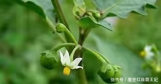 苦葵|本草綱目 農民把它當成草，殊不知“龍葵”的藥用價值非常高