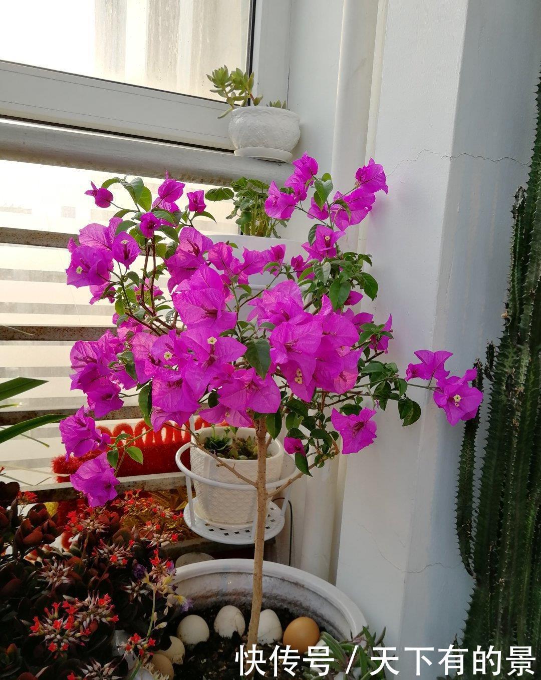 一片叶子一簇花,花量比叶密,难怪在阳台,它站C位