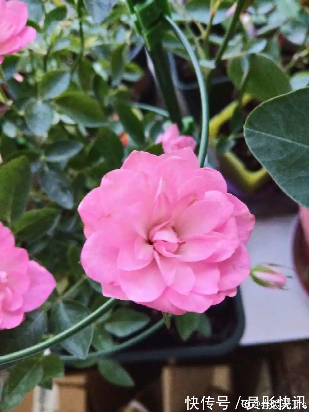 蓝蝴蝶|5种花真稀罕,叶子越晒越红彤彤,一盆能开20朵!