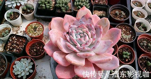 怎么判断多肉需要浇水3个经验,又快又准!