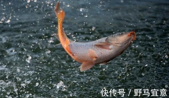 高手|钓鱼高手分享如何选择鱼钩，只买这四种钩型就够了，绝对好用！