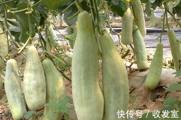 清肺利咽|立秋后，晚上当零食吃几片，能清肺利咽，治咽喉肿痛，谁吃谁好