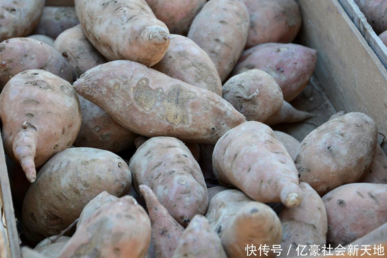 沙丁鱼|排名前10的长寿食物,没一样特别贵的,第2样太过少见,你知道吗