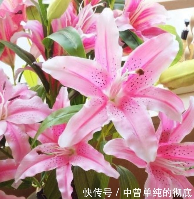 家中必养“4种花”,好养漂亮花期长,越晒开花越旺