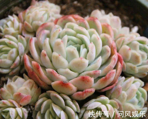 多肉植物|多肉冰莓怎么养更出彩教你3个小妙招,养出晶莹剔透的小冰莓