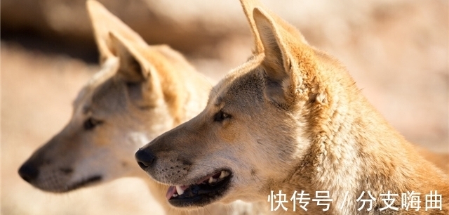 19个冷知识:看起来略显荒诞,但却真实存在