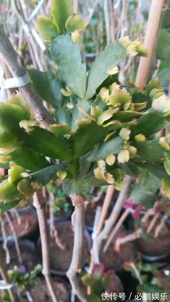 蟹爪兰嫁接1种枝条,花量暴增上百朵,开成大花树,还不烂根!