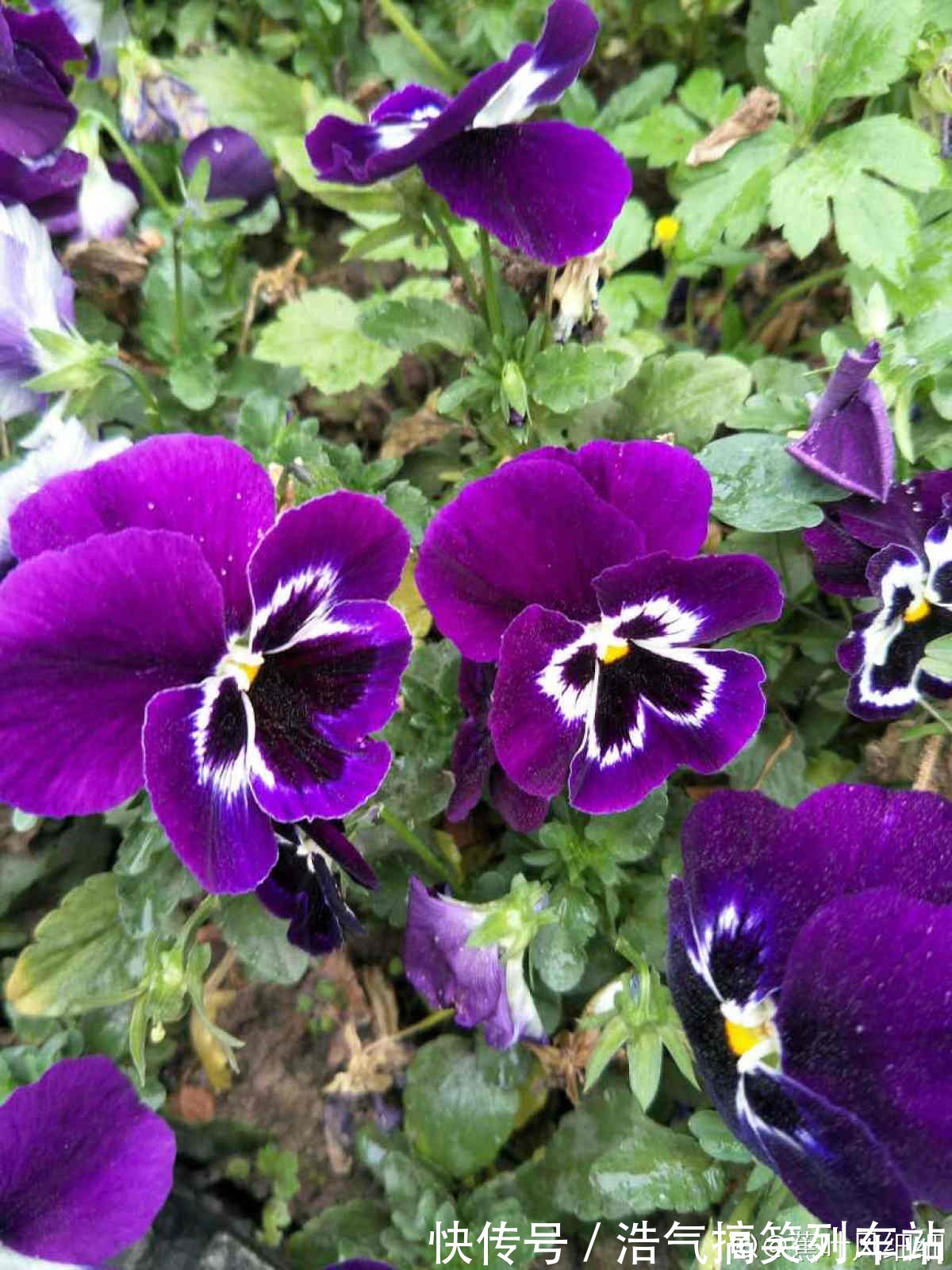 秋天是养草花的季节，12种草花现在播种，俩月就能开花