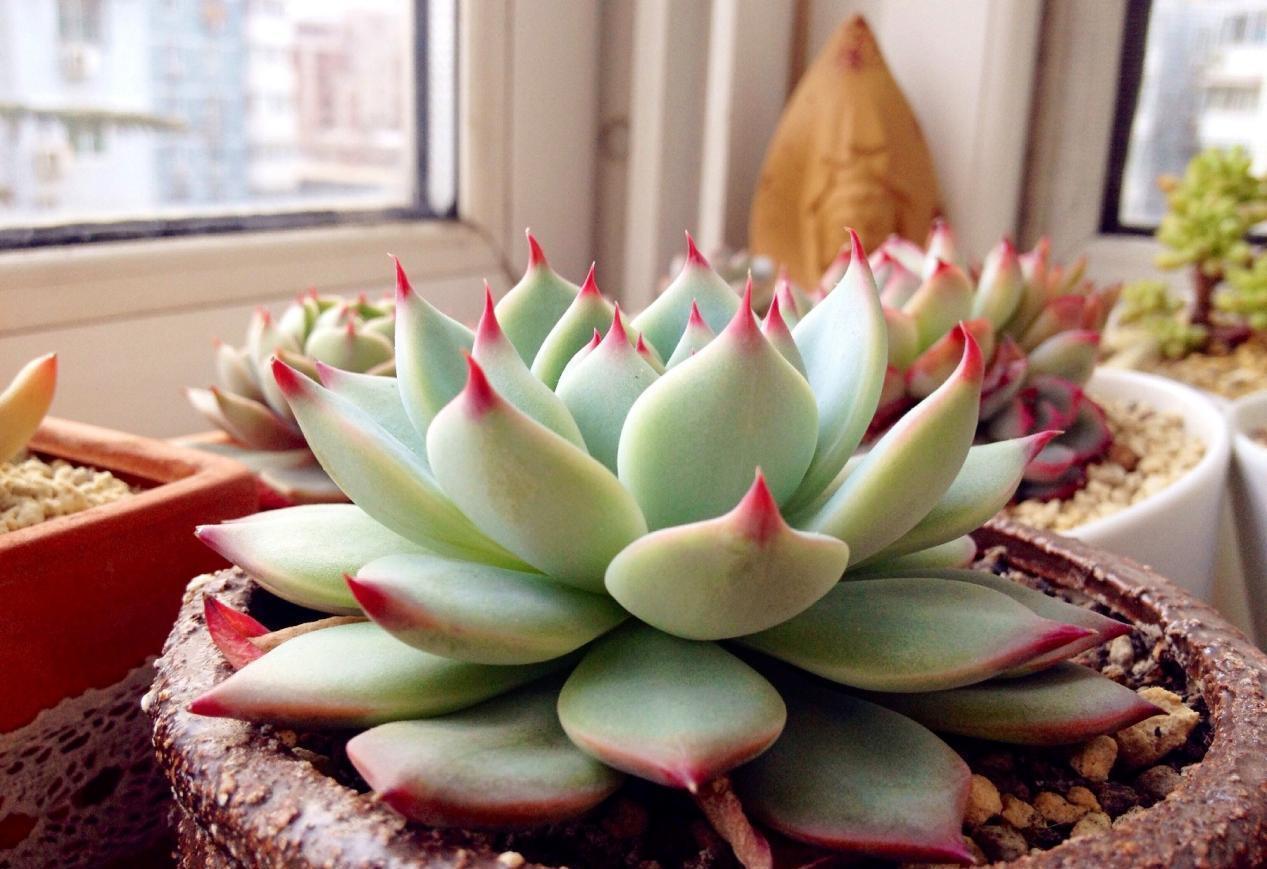 抓住这5点，深秋养得多肉胖乎乎，叶片厚实有精神