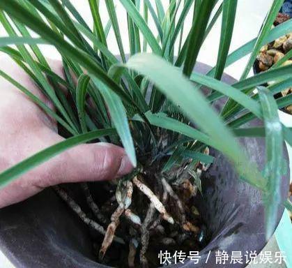 浇水|兰花就要这样养，不但不黄叶，还年年都有花赏！