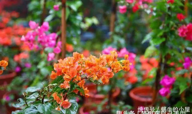 养花“学一招”,不花钱,家里也能成小花园