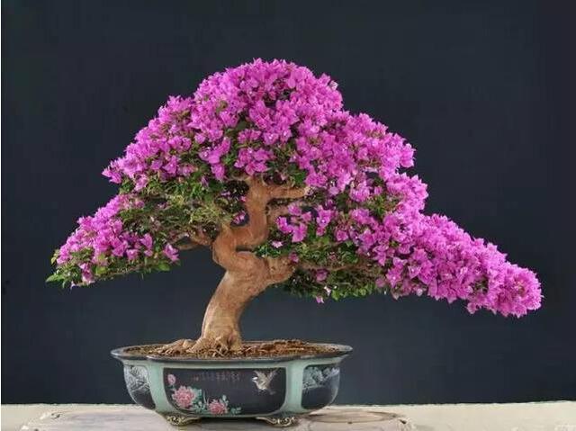 三角梅养成盆景更“别致”，学会修剪，造型更喜人！