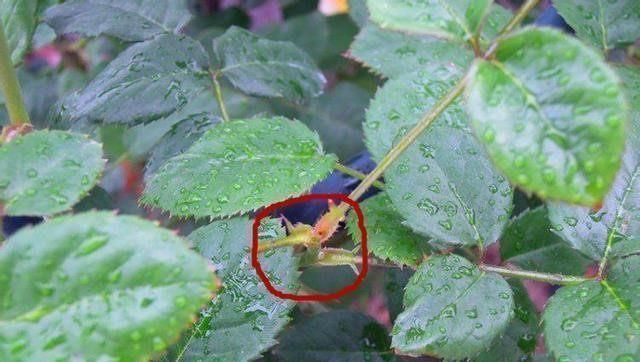 技巧|让家里的盆栽月季开的花又大又香,只用了一个技巧