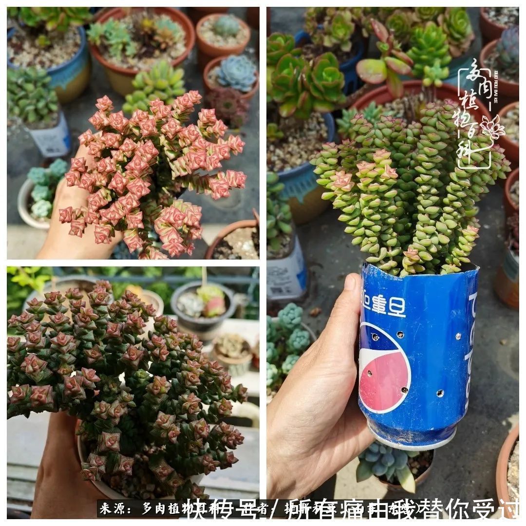 人如多肉，经阳光雨露历练后，亦会越挫越勇！