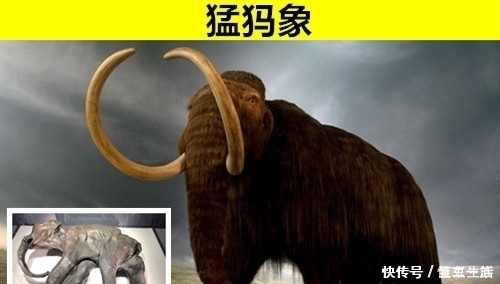 动物种类