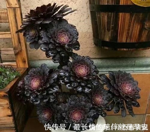 多肉|多肉在夏天,怎么晒太阳很多人弄反了,总是养不活