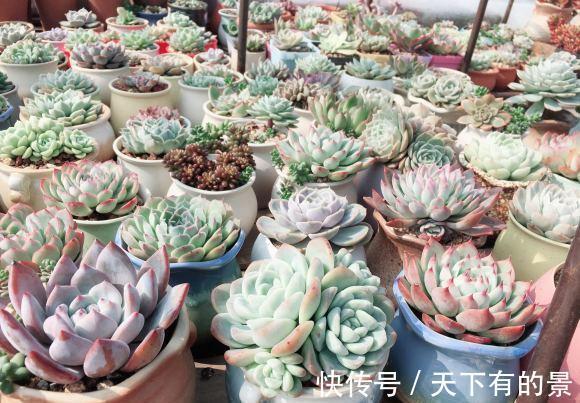 品种|喜欢养多肉,不知道该怎么选?先养便宜的,再养品种好的!