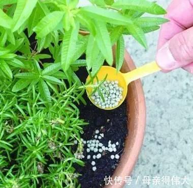 养花牢记“3口诀”,啥花都能养好,阳台变花园,四季花不败